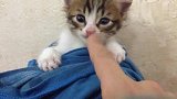 小奶猫困成这样还去打扰它，你的良心不会痛吗