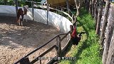 作死猫咪狂扇母鸡耳光，母鸡当场气炸毛，镜头记录搞笑画面