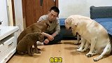 小迷糊对食物毫无抵抗力，油盐不进，给姥爷整的服服帖帖