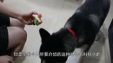 号称鸟中哈士奇，蠢萌到不忍直视，鱼掉地上都找不到