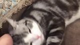 猫咪召唤术，只需要向窗台招招手，就会有猫咪出现在眼前