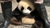 熊猫：吓了劳资一激灵！擦个嘴像是绑票一样