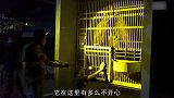 大猩猩被笼子关了6年，模样让人看了心酸，出来后还能生活吗