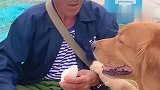 本以为金毛今天是饿坏了，没想到如此让人感动，真暖心