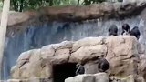 小猩猩拿石头砸人，立马被妈妈教育一顿