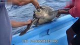 海滩上漂来巨怪，频频发出嘶叫声，远看脊梁发汗，近看令人心疼