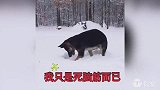 让铲屎官为智商捉急的汪星人