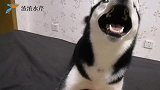 铲屎的终于疯了！哈士奇看着主人顿时不知所措，这是什么情况？