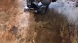 小狗原来在房子下面生孩子了