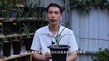 高温在阳台养兰花，重点抓住了，新芽照样长不停