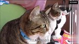 猫咪鼻头发白不能忽视，直接反映健康状况！