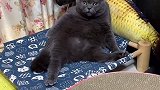 你们喜欢这么勤勤的小猫咪吗