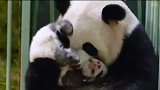 大熊猫妈妈带娃，能活到长大真是难得，小熊猫妈，我头晕！