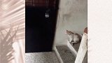猫：出去玩啦！没带钥匙