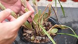养夜唇兰，这样挽救，让它恢复快，花开芳香，观赏价值更高