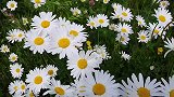 “送你漫山遍野的小雏菊”