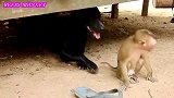 孤儿猴调戏大黑狗，狗的智商不够哦