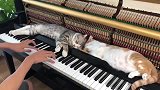 猫：换个曲子吧，朕要睡了
