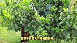 芦柑树的养殖方法和注意事项