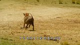 野狗想对野猪掏肛，生死关头野猪使出一招，野狗直接懵圈了！