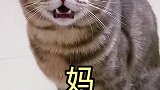 这猫怎么老是叫我妈呢