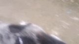 偷狗贼飞针毒狗，几分钟狗就倒了 狗 偷狗 可怕