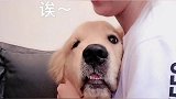 金毛被嫌弃长得丑，它怒了女主人怎么哄都哄不好！