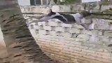 一个爱看热闹的狗子……