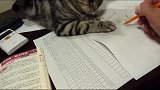 小主人在写作业，猫咪拽着笔不让写，老师你真不能怪我呀