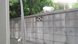 小猫咪被困在半中间，上不去也下不来，猫妈妈都要急疯了