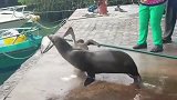 海狮：只要给口吃的，你让我干啥都行