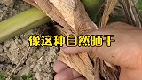 没想到这个还能吃，大哥真让我大开眼界，是吃货无疑了！