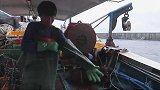 渔民用传统地笼，捕获巨型大章鱼，镜头记录全过程