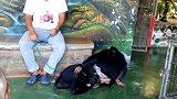 两只猩猩过招，有链子栓着自然就点到为止