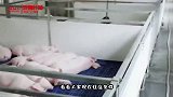 搞笑视频：这环境 你别说猪了 我都想进去住几天