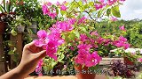 给花卉施用磷酸二氢钾，教你“巧招”，用一次顶十次