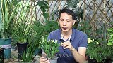 蟹爪兰叶片干瘪瘦小？谨记这“4宝物”，蟹爪兰喝了很快饱满强壮