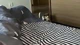 喵星人带着自家的猫崽子，来蹭我被窝的搞笑操作！