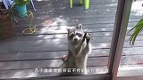 浣熊敲门乞讨，拿鹅卵石打玻璃发出敲门声：我要吃东西！