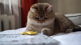 猫咪玩指尖陀螺的样子太萌了！