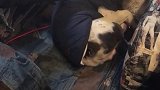 狗子干啥呢，睡个觉都被吓唬一跳！