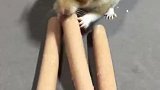 这是什么操作你永远不知道仓鼠嘴里能藏下多少东西，太猛了！