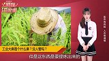 股市炒得很厉害的工业大麻是个什么麻？