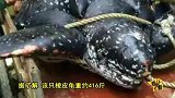 广东416斤大海龟惨遭屠宰 龟肉被抢购一空