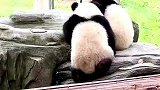 两只熊猫干架双方都气势汹汹