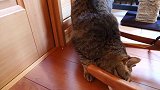 发现一只蠢萌的小猫咪，看这呆呆的模样，真是好玩！