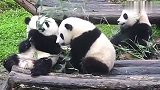 这熊猫太霸道了！自己竹子吃完去抢同伴的，太搞笑了