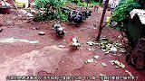 火鸡打架还带上家长一起，公鸡见不是对手，拔腿就跑