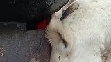 小羊在火炉边取暖，把自己都烧焦了