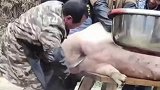 这只猪怎么也没想到，自己居然是被吓死的！